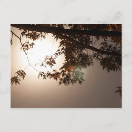 Cartão Postal Folhas de árvores e Luz da Lua