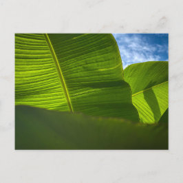 Cartão Postal Folhas de Banana Verde Iluminadas pelo Sol com Som