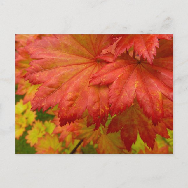 Cartão Postal Folhas de Bordo de Lua Cheia (Frente)