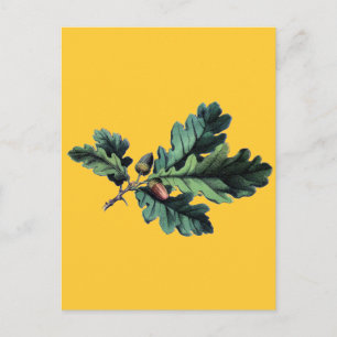 Cartão Postal Folhas de Carvalho Botânico Antiquado de Impressão
