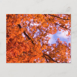 Cartão Postal Folhas de carvalho com céu azul