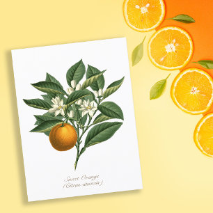 Cartão Postal Folhas de Flor de Fruta Laranja Vintage