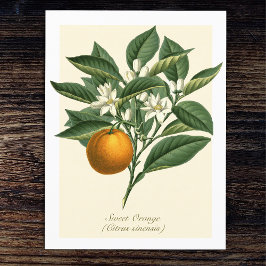 Cartão Postal Folhas de Flor de Fruta Laranja Vintage