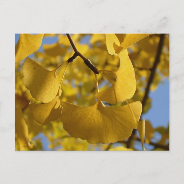 Cartão Postal Folhas de Ginkgo em Kyoto (Frente)