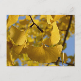 Cartão Postal Folhas de Ginkgo em Quioto