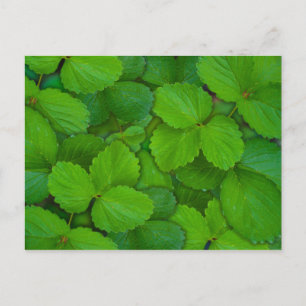 Cartão Postal Folhas de Hortelã Verde Tulsi Manjericão Sagrado