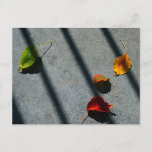 Cartão Postal Folhas de Maple