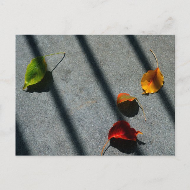 Cartão Postal Folhas de Maple (Frente)