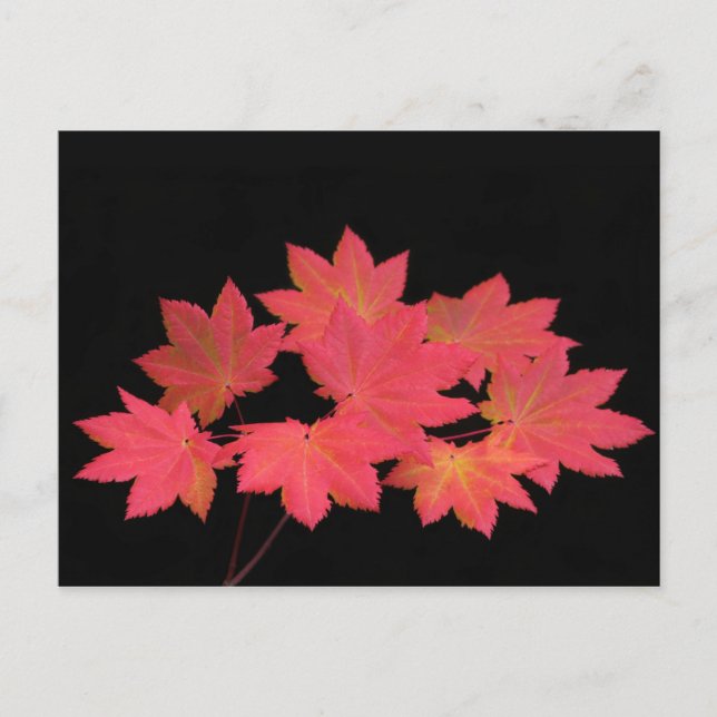 Cartão Postal Folhas de Maple Coloridas... (Frente)