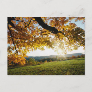 Cartão Postal Folhas de outono