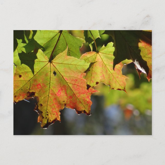 Cartão Postal Folhas de outono coloridas (Frente)