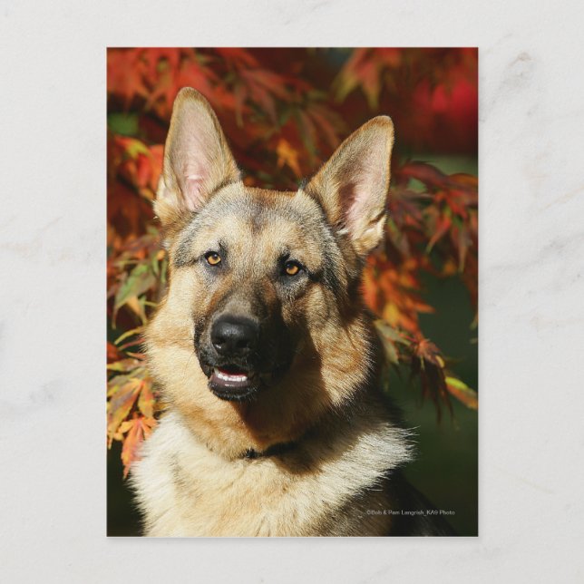 Cartão Postal Folhas de outono de german shepherd (Frente)