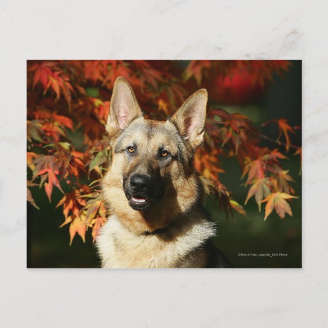Cartão Postal Folhas de outono do german shepherd (Frente)