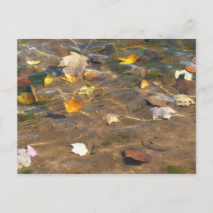 Cartão Postal Folhas de Outono na Fotografia da Natureza da Água
