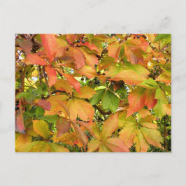 Cartão Postal Folhas de videira selvagens do outono