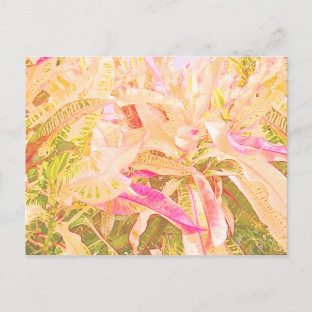 Cartão Postal Folhas lindas de croton (1) (Frente)