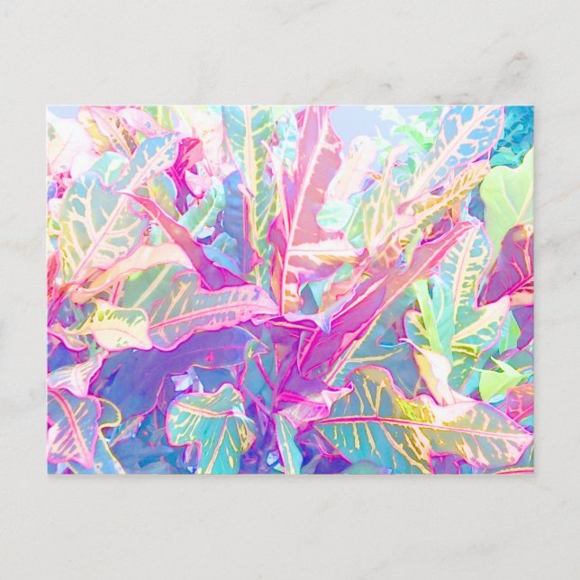 Cartão Postal Folhas lindas de croton (2) (Frente)