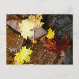 Cartão Postal Folhas Molhadas e Rochas Fotografia da Natureza de
