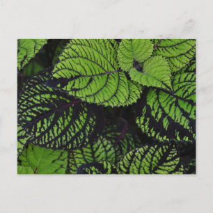 Cartão Postal Folhas tropicais verdes