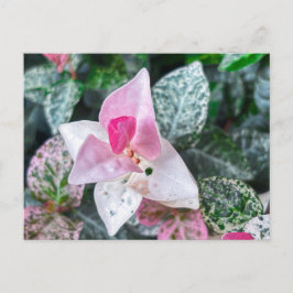 Cartão Postal Folhas Variegadas Rosa e Branco