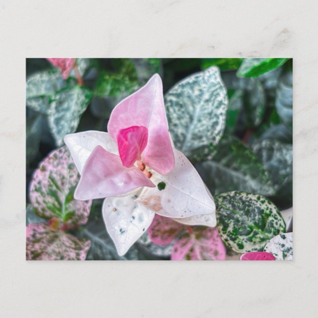 Cartão Postal Folhas Variegadas Rosa e Branco  (Frente)