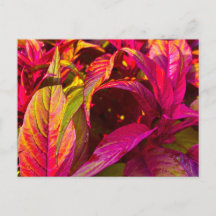Folhas Verde e Magenta Vibrante Close Up