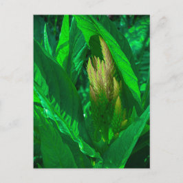 Cartão Postal Folhas Verdes com Espiga de Flor de Celósia Dourad