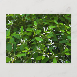 Cartão Postal Folhas Verdes com Pequenas Flores Brancas de Perto