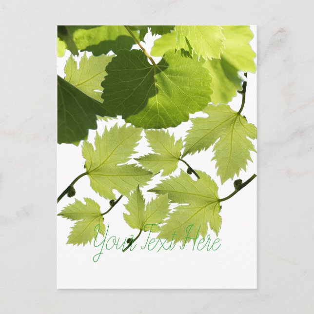 Cartão Postal Folhas Verdes da Vinha de Grama (Frente)