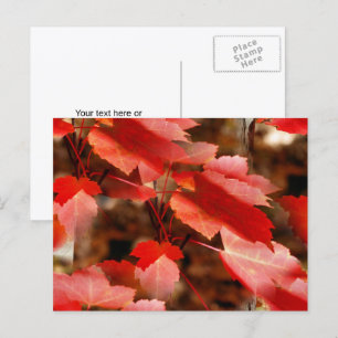 Cartão Postal Folhas Vermelhas de Outono Fotografia da Natureza 