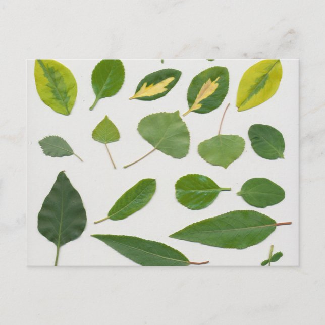 Cartão Postal Folheto Postal (Frente)