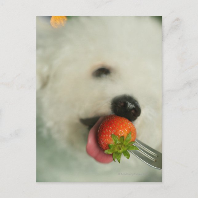 Cartão Postal Fome de Bichon comendo morango (Frente)