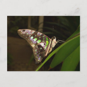 Cartão Postal Fora do escuro - Borboleta sentada na folha