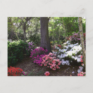 Cartão Postal Forest and Flowers Postcard