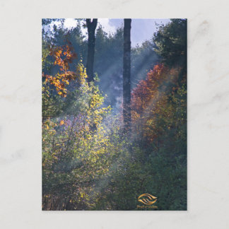 Cartão Postal Forest Morning Vermont Fall