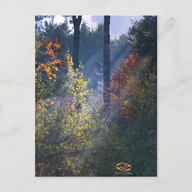 Cartão Postal Forest Morning Vermont Fall (Frente)