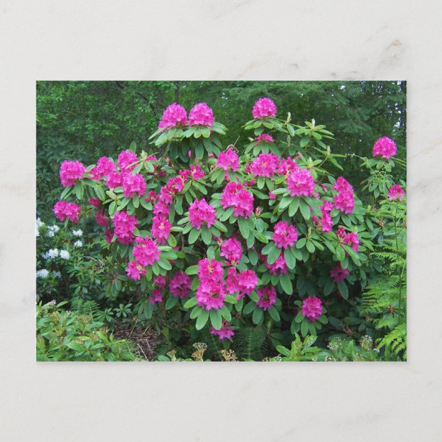 Cartão Postal Forest Rhododendron (Frente)