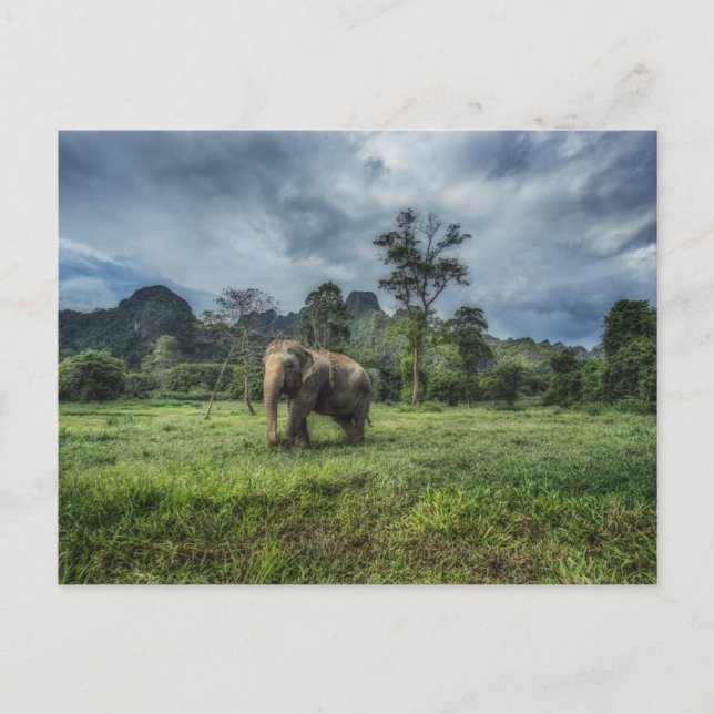 Cartão Postal Forests | Kao Sok National Park (Frente)