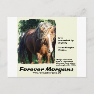 Cartão Postal ForeverMorgans Morgan Stallion