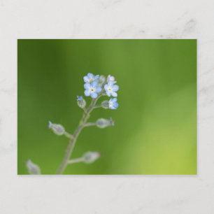 Cartão Postal Forget-me-not Flowers
