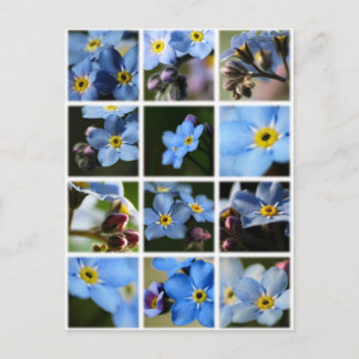 Cartão Postal Forget-Me-Nots Montagem 1