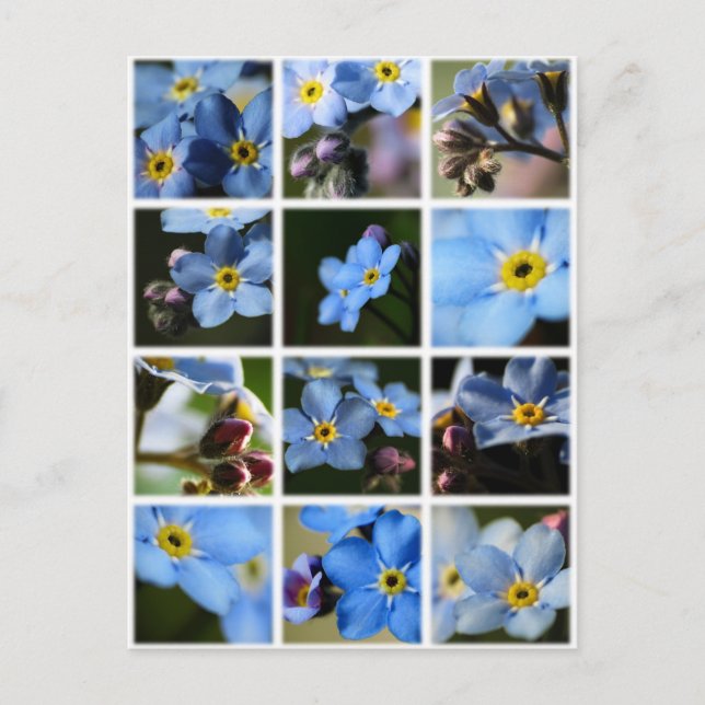 Cartão Postal Forget-Me-Nots Montagem 1 (Frente)