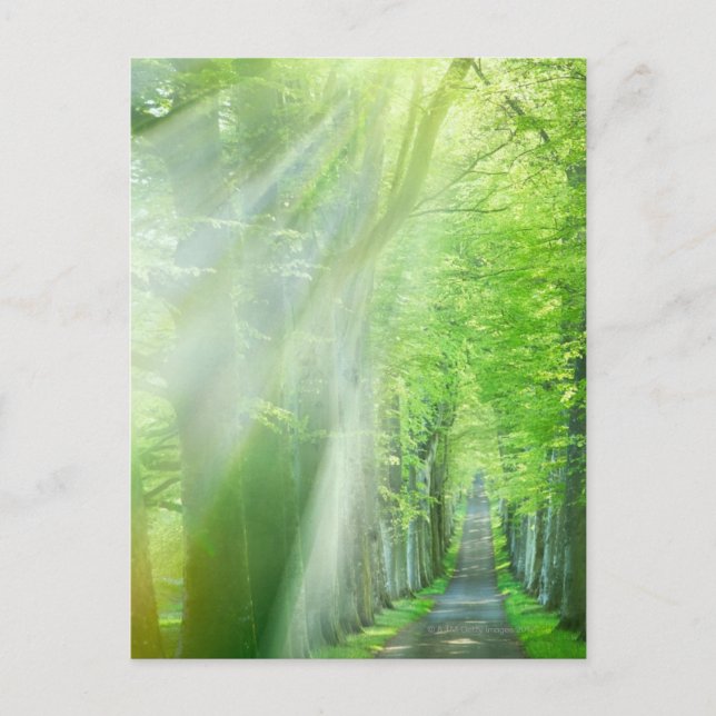 Cartão Postal Formas de luz solar (Frente)