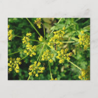 Formiga, Web, e erva daninha