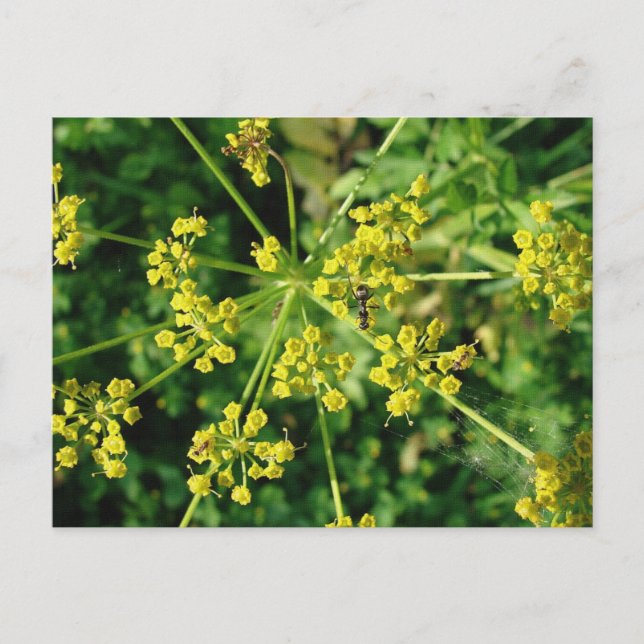 Cartão Postal Formiga, Web, e erva daninha (Frente)