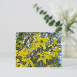 Cartão Postal Forsythia em Springtime