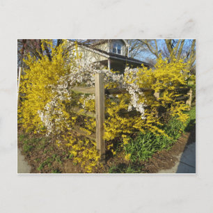 Cartão Postal Forsythia Fence