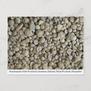 Cartão Postal Fósseis de braquiópodes do Limestone de Wenlock