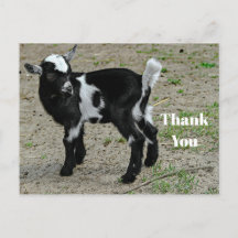 Foto Adorável de Cabrito Preto e Branco Obrigado