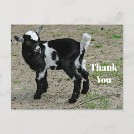 Cartão Postal Foto Adorável de Cabrito Preto e Branco Obrigado